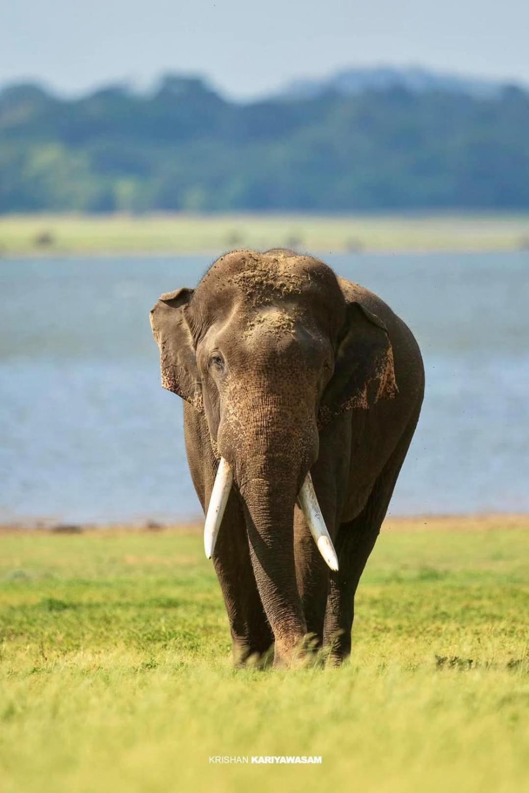 Priya Homestay Kandalama Dambulla Kültér fotó